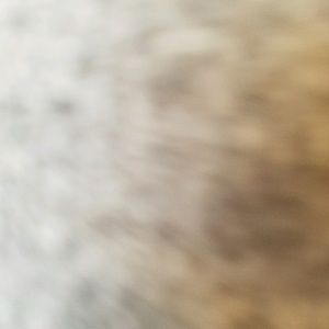 Meet your Posher, Payton